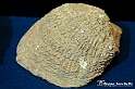 VBS_9091 - Museo Paleontologico - Asti